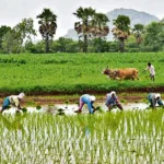 Farm operations for Vanakalam to take off on uncertain note