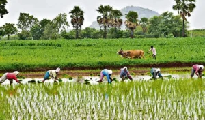 Farm operations for Vanakalam to take off on uncertain note