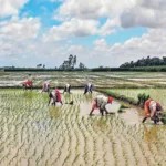 Severe rainfall shortage: Farmers asked to go for short-duration paddy varieties