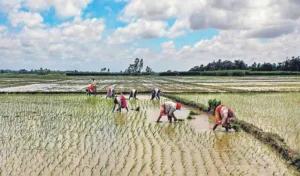 Severe rainfall shortage: Farmers asked to go for short-duration paddy varieties