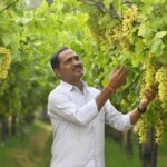 Reasons which led to massive drop in Grape cultivation in Telangana