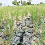 Telangana’s farm sector crisis: Of broken promises, mounting distress